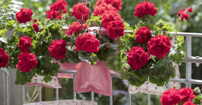 14 Best Plants for Decorating Small Balconies and Patios