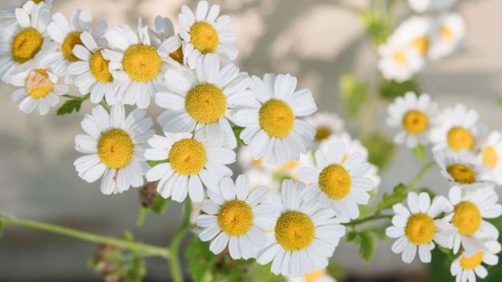 14 Medicinal Herbs You Can Grow on Your Windowsill