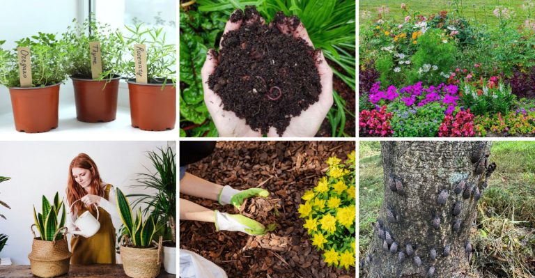 mistakes-everyone-makes-when-growing-ground-cover-plants