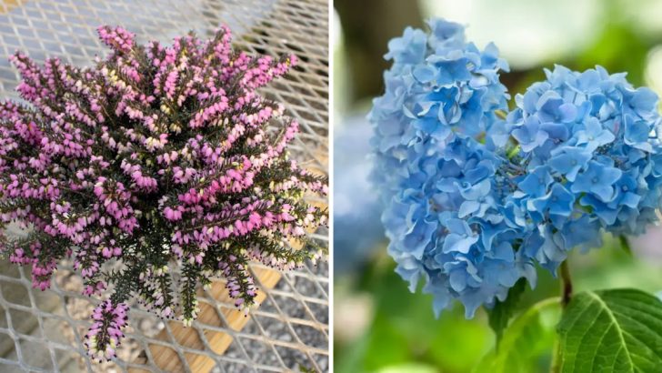 15 Best Blueberry Companion Plants That Thrive in Acidic Soil