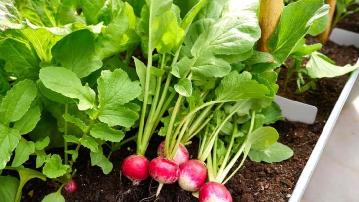 15 Best Spinach Companion Plants for Natural Pest Control