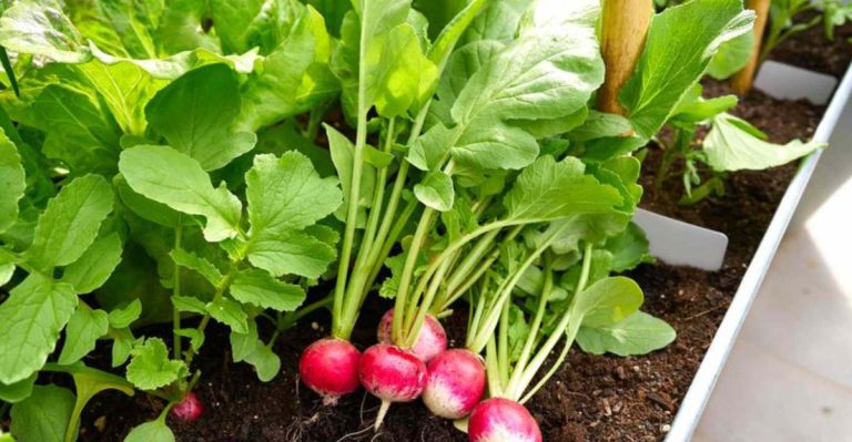 15 Best Spinach Companion Plants for Natural Pest Control
