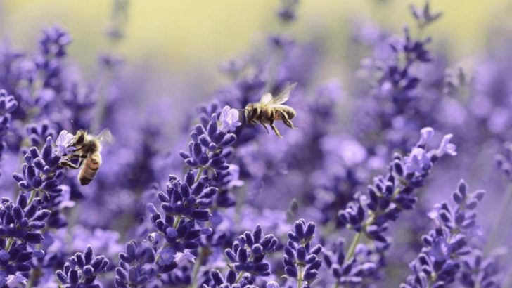 15 Perfect Plants for a Bee-Friendly Garden