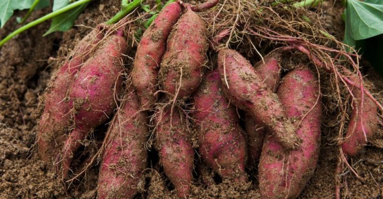 15 Plants You Should Never Grow Too Close To Your Peas