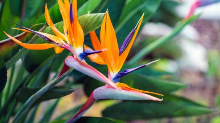 15 Tropical Plants That Bring an Exotic Touch to Your Space