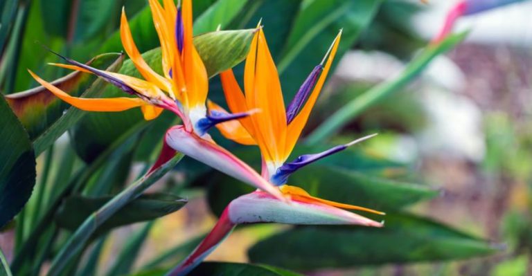 15 Tropical Plants That Bring an Exotic Touch to Your Space