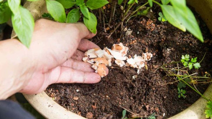 16 Gardening Myths Debunked – Stop Believing These Common Mistakes!