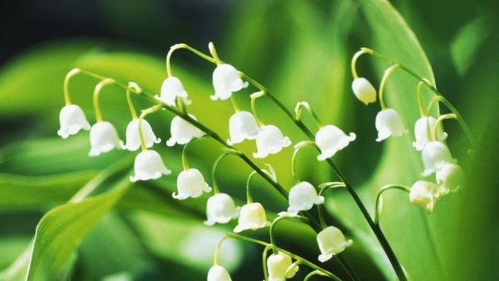 16 Best Plants for a Scented Garden That Smells Amazing