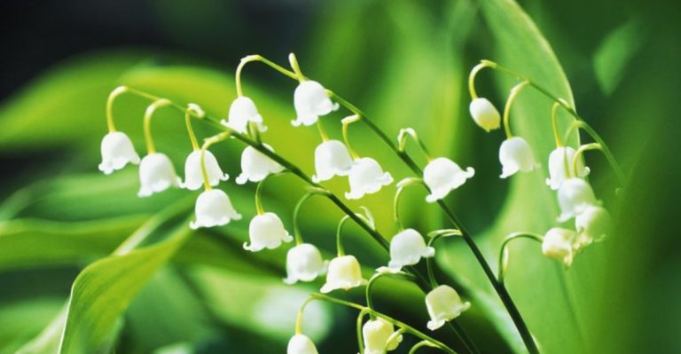 16 Best Plants for a Scented Garden That Smells Amazing