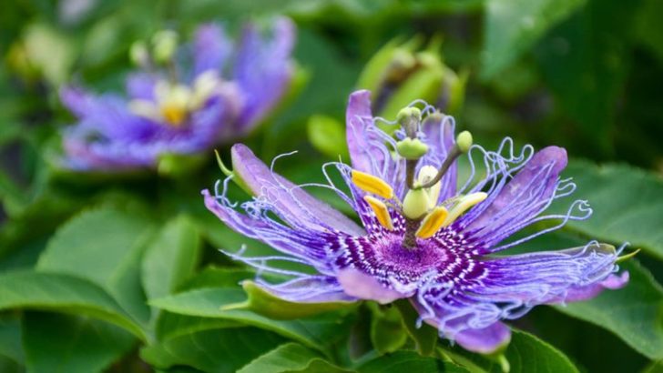 16 Exotic-Looking Flowers That Are Surprisingly Easy to Grow