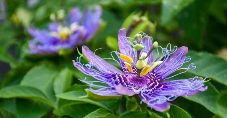 16 Exotic-Looking Flowers That Are Surprisingly Easy to Grow