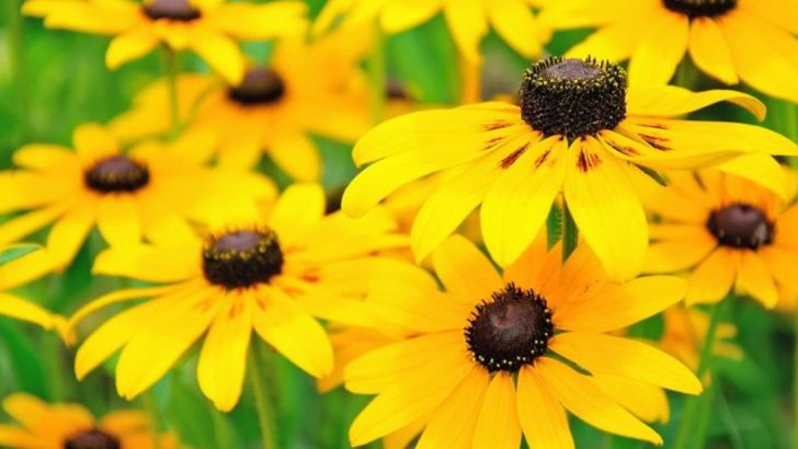 16 Hardy Plants That Can Survive Extreme Weather