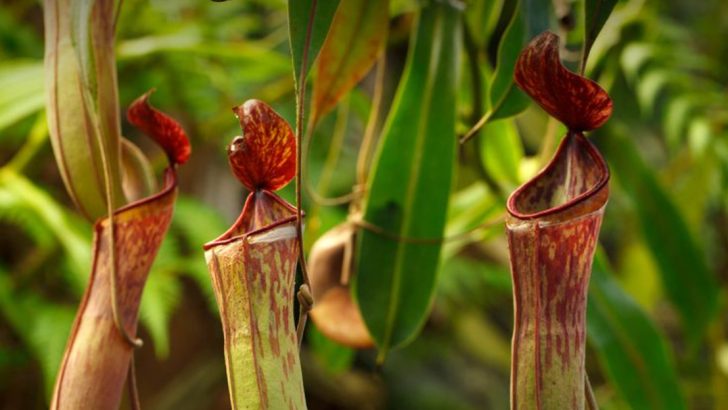 16 Plants That React to Touch (And Where to Find Them)