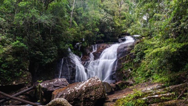 17 Ancient Forests That Have Been Trapped in Time