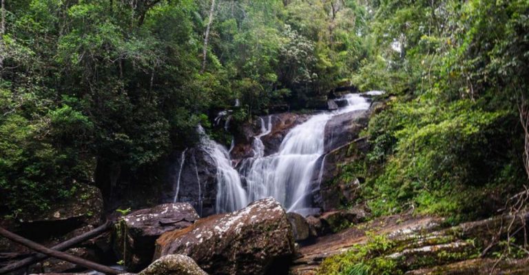17 Ancient Forests That Have Been Trapped in Time