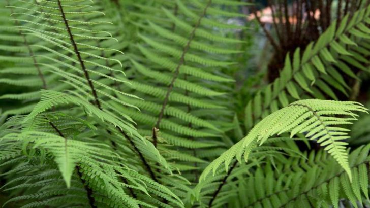 17 Best Shade-Loving Perennials for a Lush Garden