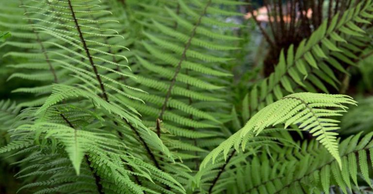 17 Best Shade-Loving Perennials for a Lush Garden