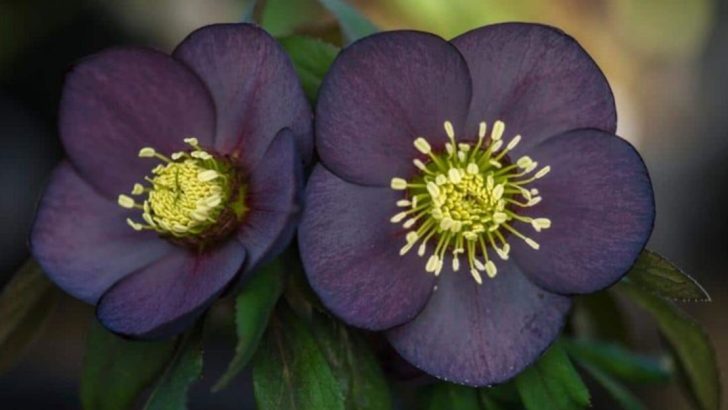 17 of the Prettiest Hellebore Varieties to Grow for Cold-Season Color