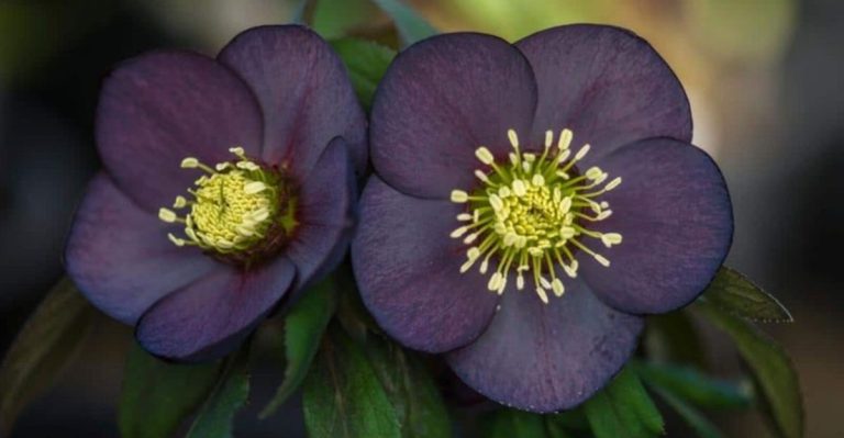 17 of the Prettiest Hellebore Varieties to Grow for Cold-Season Color