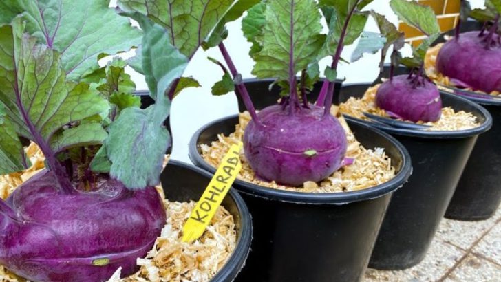 10 Unexpected Vegetables You Can Grow in Containers