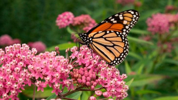 18 Best Plants for a Butterfly Garden That Attract Pollinators