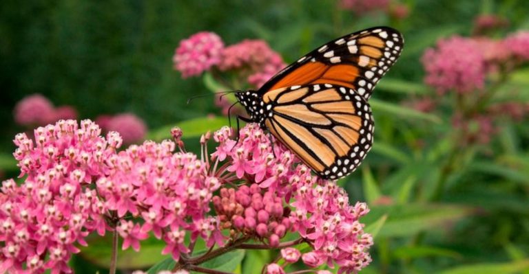 18 Best Plants for a Butterfly Garden That Attract Pollinators
