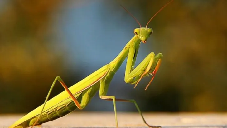 17 Bugs You Should Never Kill in Your Garden