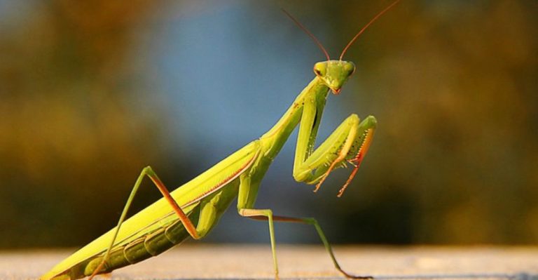 17 Bugs You Should Never Kill in Your Garden