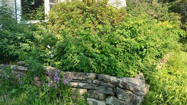 18 Front Yard Landscaping Mistakes That Destroy Curb Appeal