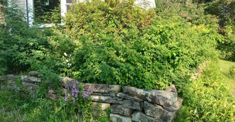 18 Front Yard Landscaping Mistakes That Destroy Curb Appeal