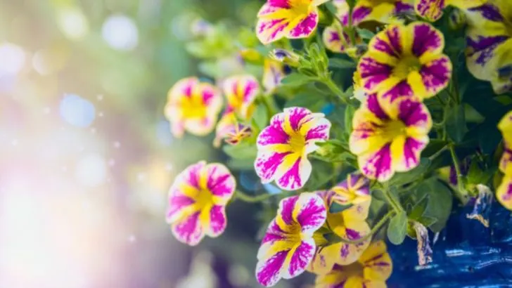 18 Pest-Repelling Companion Plants for Roses