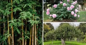 plants-you-should-never-grow-in-potstheyll-really-struggle