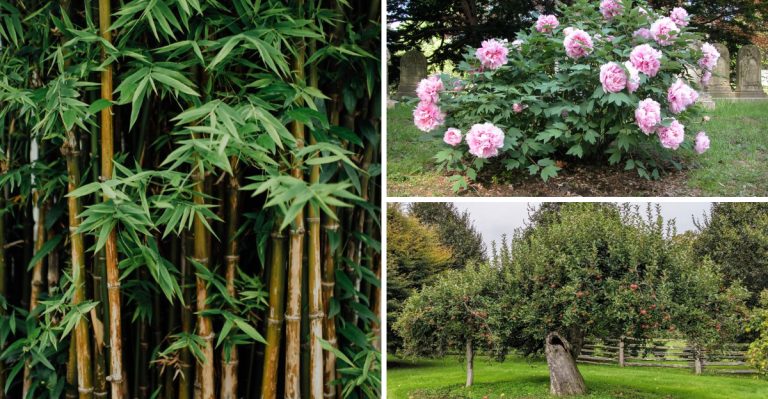 plants-you-should-never-grow-in-potstheyll-really-struggle