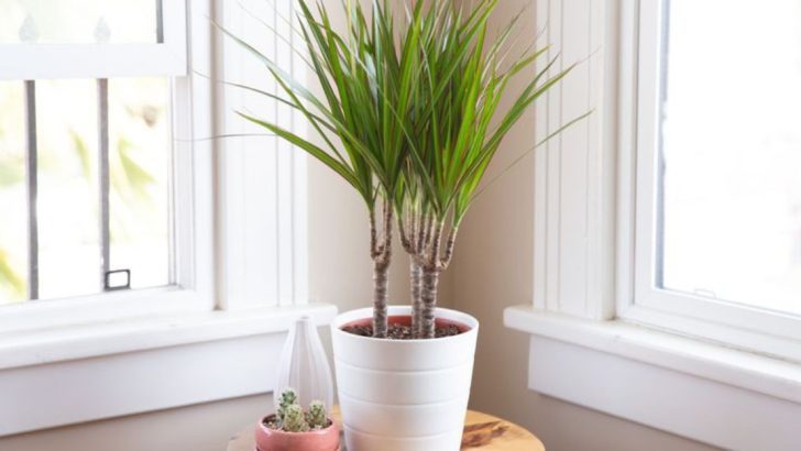 12 Sensitive Plants You Should Never Water With Tap Water