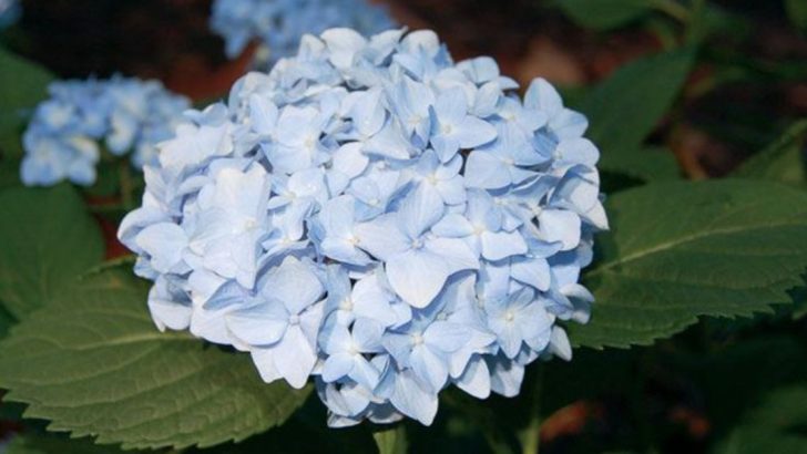 18 Small Hydrangeas That Won’t Overwhelm and Outgrow Your Garden