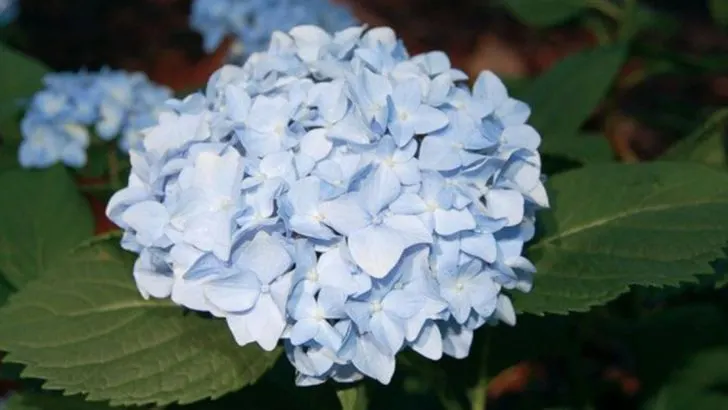 18 Small Hydrangeas That Won’t Overwhelm and Outgrow Your Garden