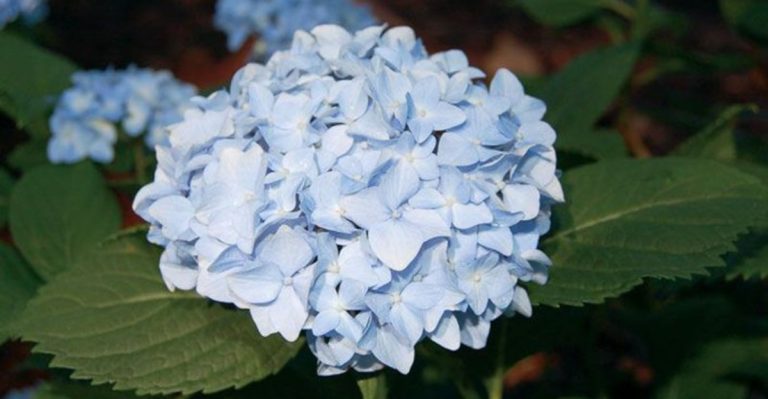 18 Small Hydrangeas That Won’t Overwhelm and Outgrow Your Garden