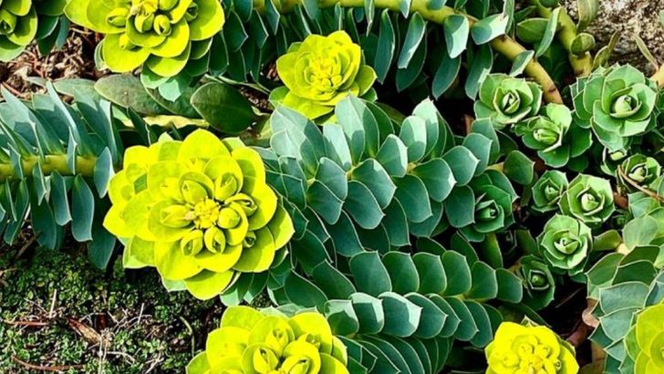 18 Stunning Plants That Are Completely Drought-Resistant