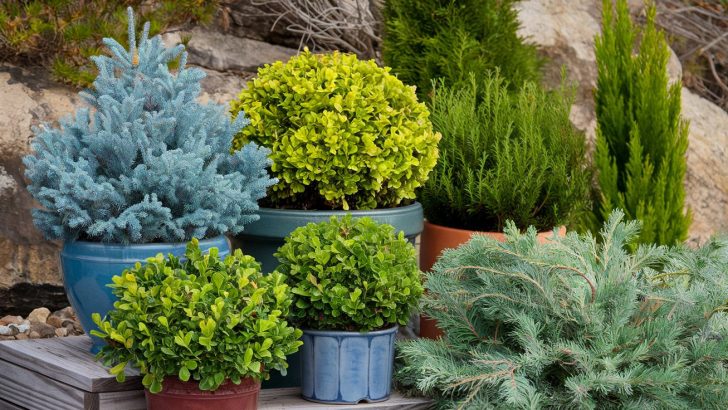 19 Dwarf Shrubs That Pack Big Beauty Into Small Containers