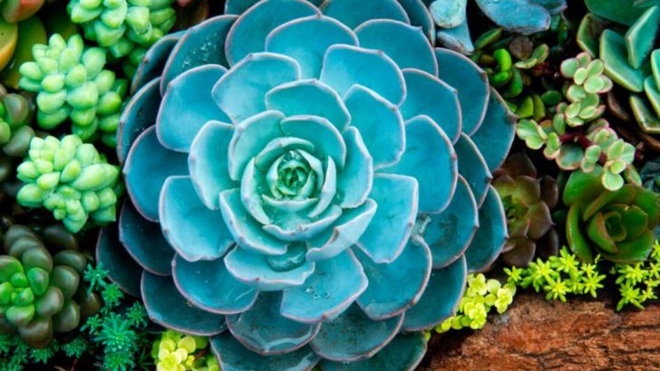 19 Amazing Succulents That Are Perfect for Beginners