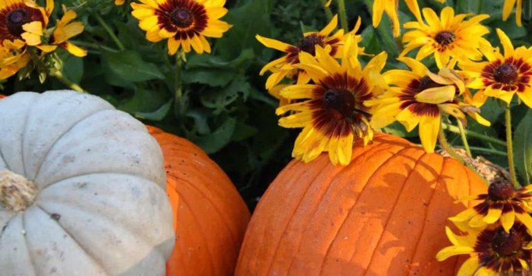19 Best Cantaloupe Companion Plants for a Larger Harvest