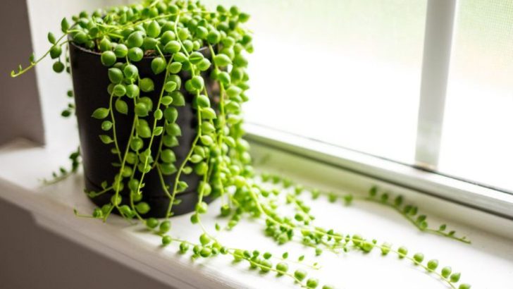 19 Gorgeous Succulents That Thrive Indoors and Outdoors