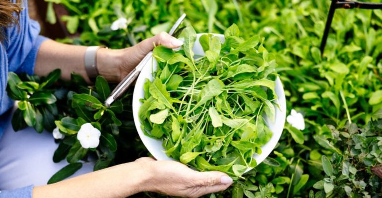 20 Fast-Growing Vegetables for an Abundant Harvest in No Time