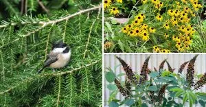 20 Native Plants to Attract More Birds to Your Backyard