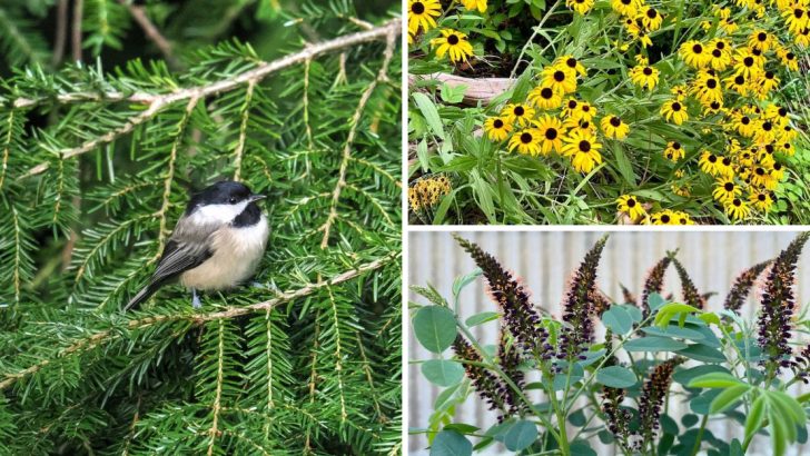 20 Native Plants to Attract More Birds to Your Backyard