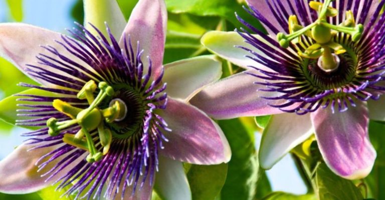 14 Native Vining Plants That Belong in Your Garden