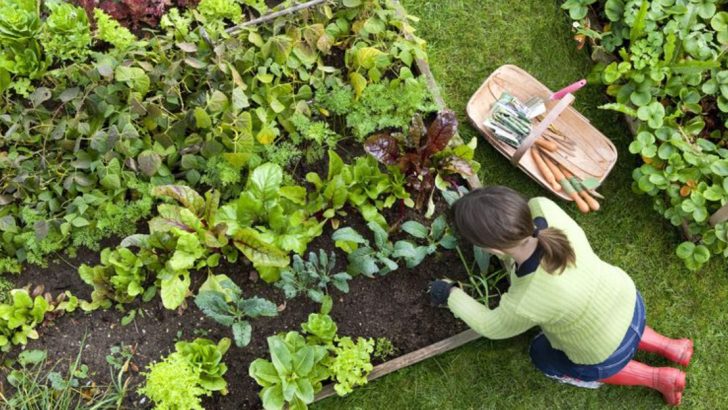 20 Practical Tips for Beginner Gardeners to Kickstart Their Journey