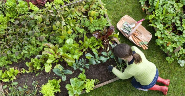 20 Practical Tips for Beginner Gardeners to Kickstart Their Journey