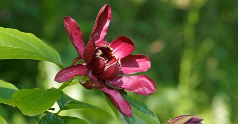 20 Beautiful Alternatives to Invasive Plants Taking Over Your Garden