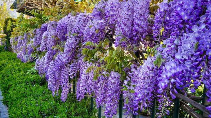 20 Beautiful Flowers That Are Surprisingly Invasive